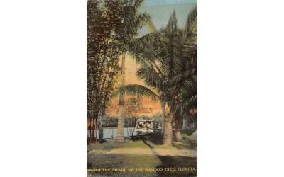 Under the Shade of the Bamboo Tree, FL, USA Misc, Florida Postcard