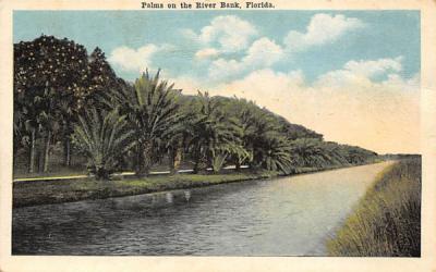 Palms on the River Bank Misc, Florida Postcard