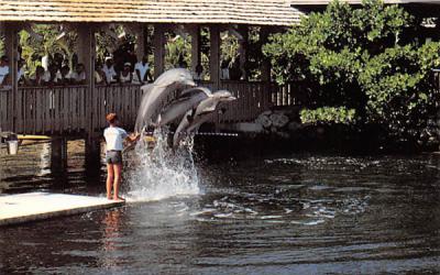 Ocean Reef Club's Popular performing dolphins  Misc, Florida Postcard