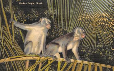 Monkey Jungle Miami, Florida Postcard