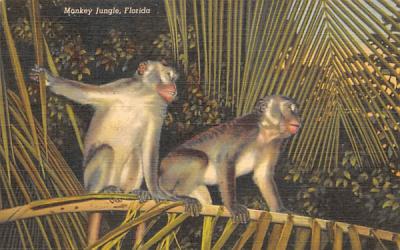 Monkey Jungle Miami, Florida Postcard