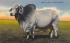 Brahman Bull in Florida Pastures Postcard