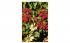 Red and White Poinsetta Blossoms Misc, Florida Postcard