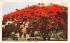 A Royal Poinciana Tree in Full Bloom Misc, Florida Postcard
