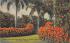 Orange and Palm Trees Misc, Florida Postcard