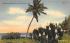 Spanish Bayontettes Along the Florida Coast Postcard