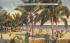 Under the Shady Palms of Lummus Park Miami Beach, Florida Postcard
