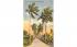 Avenue of Stately Royal Palms in Florida, USA Postcard