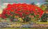 Royal Poinciana Tree in Florida, USA Postcard