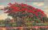 The Colorful Royal Poinciana Tree Misc, Florida Postcard