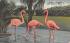 Flamingos at Rare Bird Farm Miami, Florida Postcard