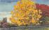 The Golden Shower Tree in Florida, USA Postcard
