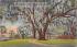 Florida's Largest Live Oak Stowe Lodge Postcard