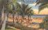 Sun Bathers under the Palms Miami Beach, Florida Postcard
