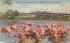 Flamingos and Nest at Hialeah Race Course Miami, Florida Postcard
