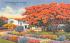 Royal Poinciana Tree and Home Misc, Florida Postcard