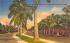Beautiful Royal Palm Lined Drive, Sunny Florida, USA Postcard