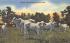 Florida Thoroughbred Brahma Cattle Postcard