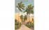 Avenue of Stately Royal Palms in Florida, USA Postcard