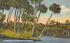 A Florida Bayou and Majestic Palms Postcard