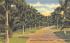 An Avenue of Royal Palms Misc, Florida Postcard