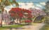 Royal Poinciana and Jacaranda Tress, Florida, USA Postcard