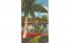 Lone Royal Palm, Florida, USA Postcard