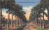 An Avenue of Royal Palms, Florida, USA Postcard