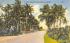 A Palm Shaded Ocean Drive in Flordia, USA Misc, Florida Postcard