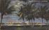 The Palm Beaches in the Moonlight Misc, Florida Postcard