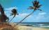 Whispering Palms on the Florida Coast, USA Postcard