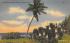 Spanish Bayonettes along the Florida Coast, USA Postcard