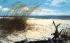 Beautiful white sandy beach on Florida's coasts Postcard