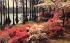 brilliant display of azaleas and white dogwood Misc, Florida Postcard