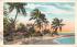 Palms Along the Shore Misc, Florida Postcard