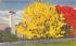 The Golden Shower Tree, FL, USA Misc, Florida Postcard