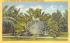 Traveler's Tree (Ravenala Madagascariensis) Florida, USA Postcard