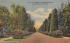 A Avenue of Australian Pines and Hibiscus Misc, Florida Postcard