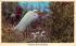 American Egret and Young Misc, Florida Postcard