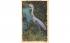 The Great Blue Heron Misc, Florida Postcard