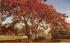 Florida's Royal Poinciana Tree Postcard