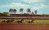 A Thrilling Race at Hialeah Racecourse Miami, Florida Postcard