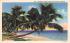 Cocoanut Trees Along the Coast of Florida, USA Postcard
