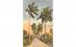 Avenue of Stately Royal Palms in FL, USA Misc, Florida Postcard