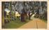 Moss Covered Oak Trees Shading, Southern Highway Misc, Florida Postcard