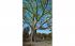 The famous Kapok Tree (Bombax Malabaricum) Misc, Florida Postcard