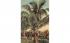 Cocoanut Palms, FL, USA Misc, Florida Postcard