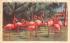 Flamingoes on Grounds of Roney Plaza Hotel Miami Beach, Florida Postcard
