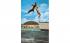 Spectacular Jumping Porpoise, Miami Seaquarium Florida Postcard