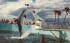The World Famous Jumping Porpoises  Marineland, Florida Postcard